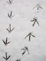 Bird footprints, Snow, Greenwich Park IMGP7578p